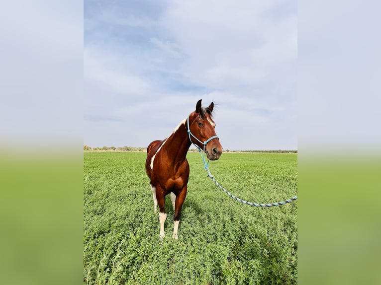 Paint Horse Wałach 7 lat 152 cm Tobiano wszelkich maści in Fabens, TX
