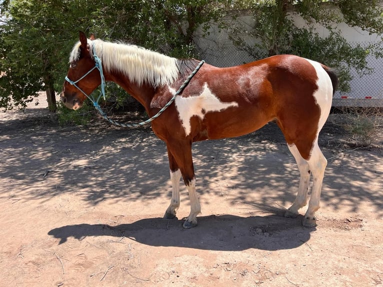 Paint Horse Wałach 7 lat 152 cm Tobiano wszelkich maści in Fabens, TX