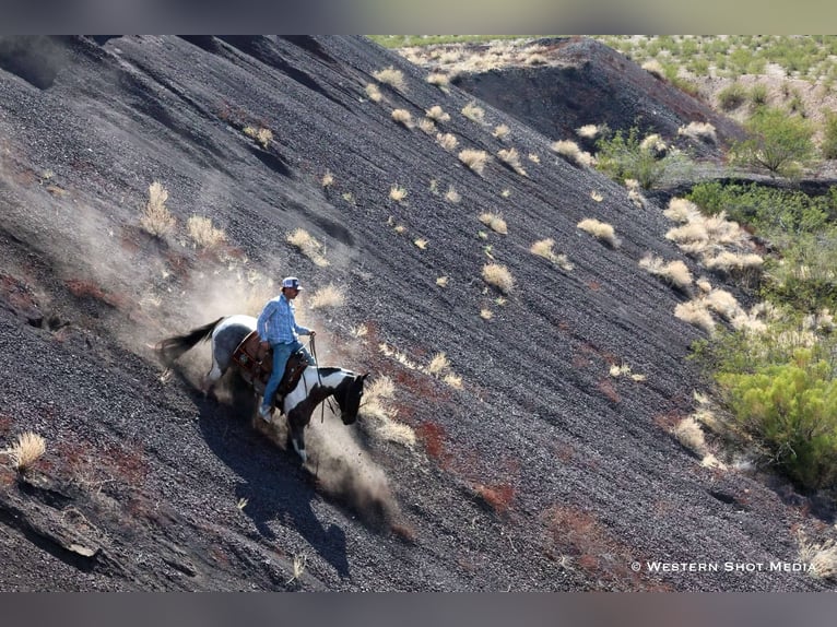 Paint Horse Wałach 7 lat 163 cm in Buckeye, AZ