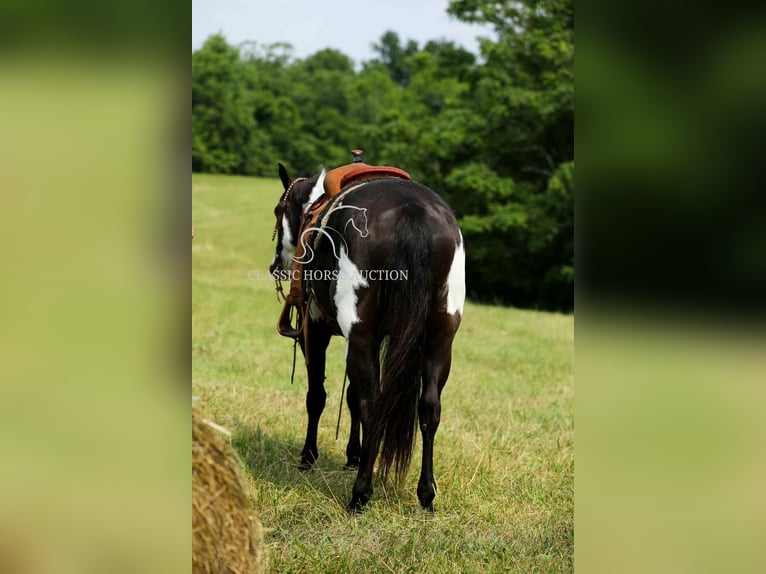 Paint Horse Wałach 8 lat 152 cm Tovero wszelkich maści in Columbia