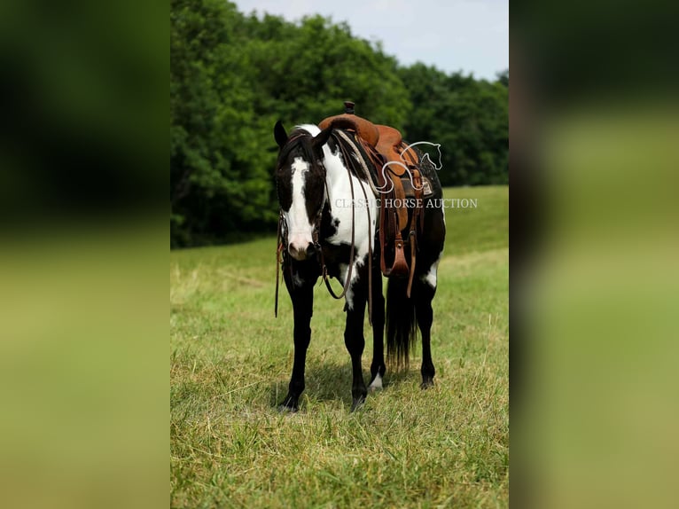 Paint Horse Wałach 8 lat 152 cm Tovero wszelkich maści in Columbia