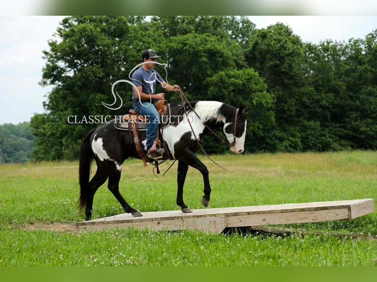 Paint Horse Wałach 8 lat 152 cm Tovero wszelkich maści in Columbia