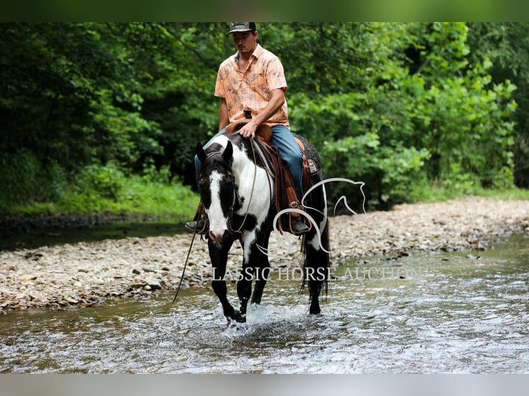 Paint Horse Wałach 8 lat 152 cm Tovero wszelkich maści in Columbia