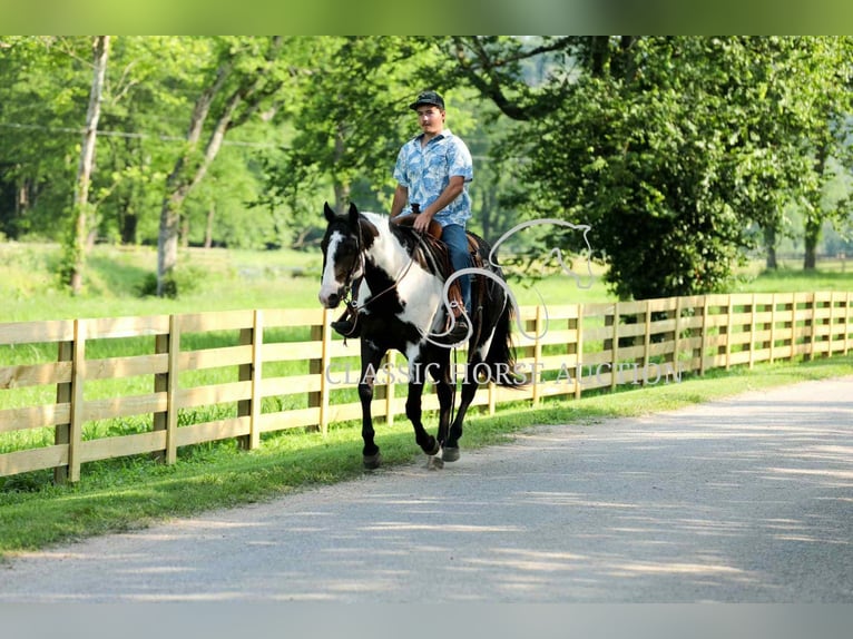 Paint Horse Wałach 8 lat 152 cm Tovero wszelkich maści in Columbia