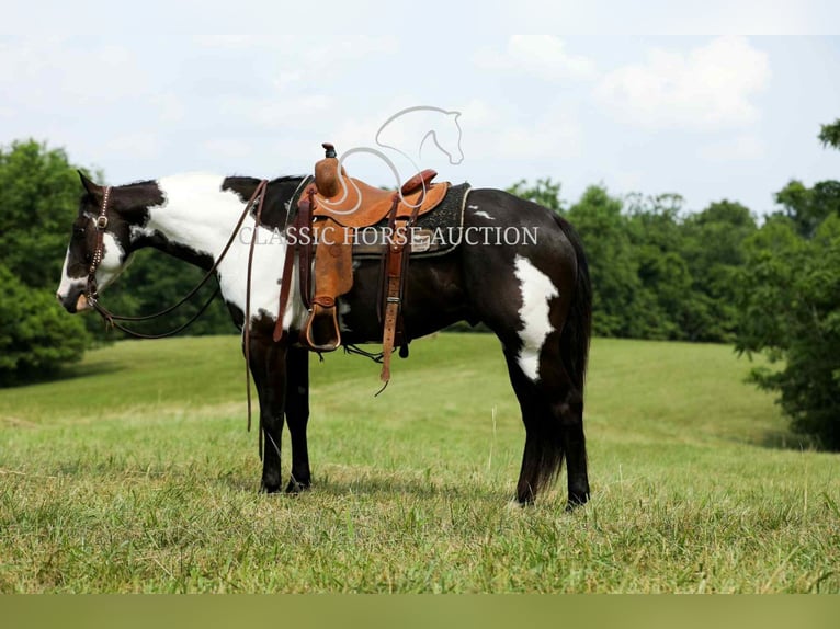 Paint Horse Wałach 8 lat 152 cm Tovero wszelkich maści in Columbia