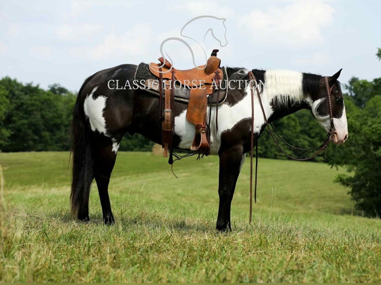 Paint Horse Wałach 8 lat 152 cm Tovero wszelkich maści in Columbia