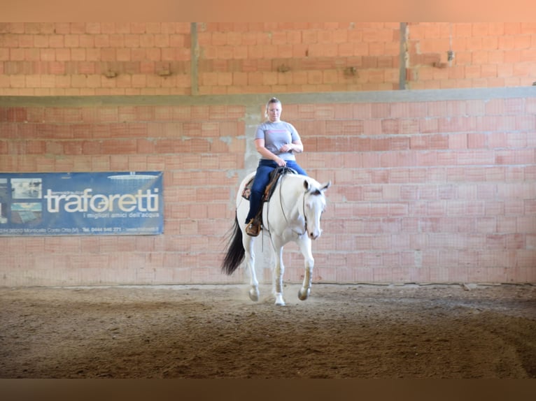 Paint Horse Wałach 8 lat 165 cm Tovero wszelkich maści in Bagnolo