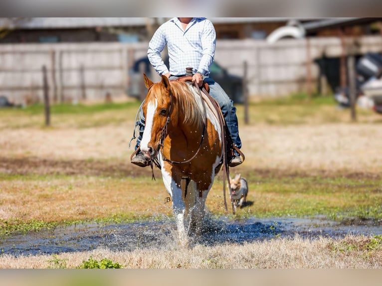 Paint Horse Wałach 9 lat 150 cm Tobiano wszelkich maści in Lufkin, TX
