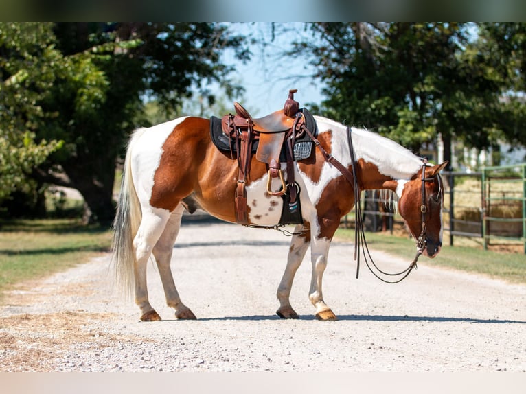 Paint Horse Wałach 10 lat 132 cm Tobiano wszelkich maści in Argyle, TX