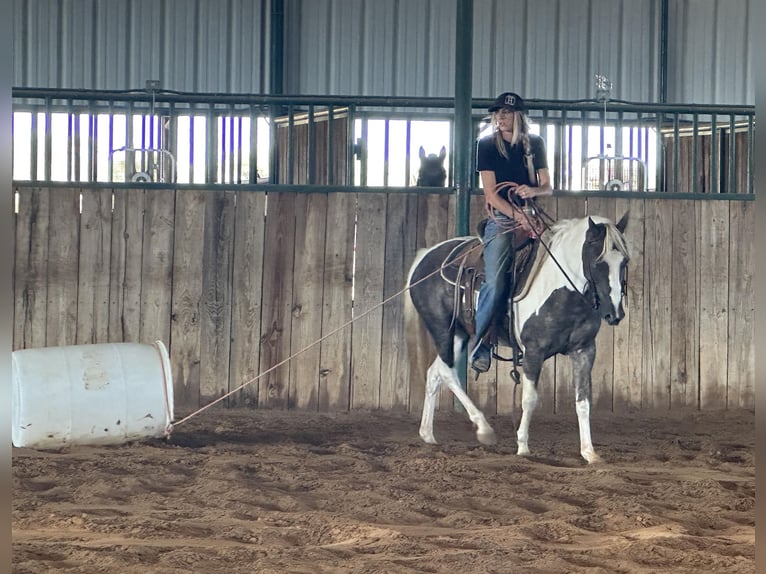 Paint Horse Wałach 10 lat 135 cm Tobiano wszelkich maści in Byers TX