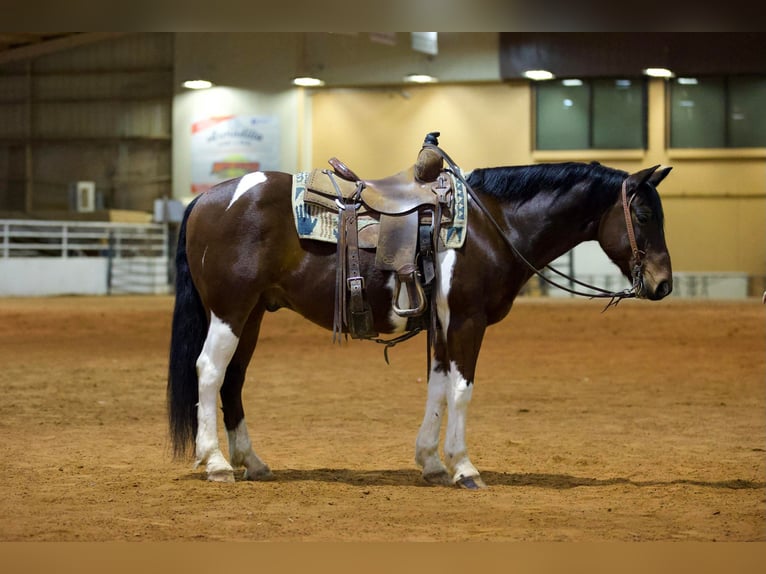 Paint Horse Wałach 10 lat 147 cm Tobiano wszelkich maści in Rusk TX