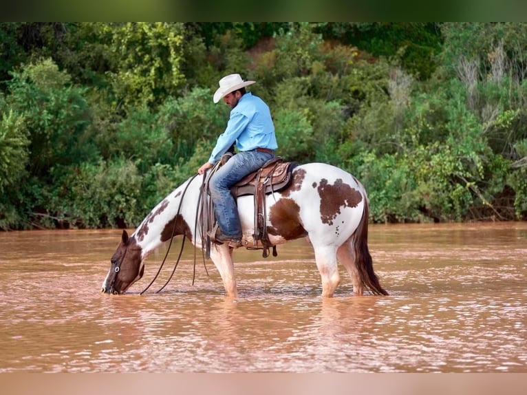 Paint Horse Wałach 10 lat 150 cm Srokata in Waco, TX