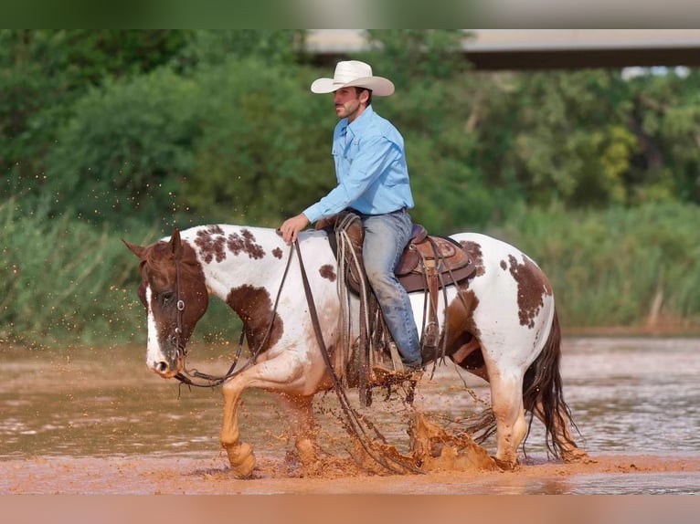 Paint Horse Wałach 10 lat 150 cm Srokata in Waco, TX