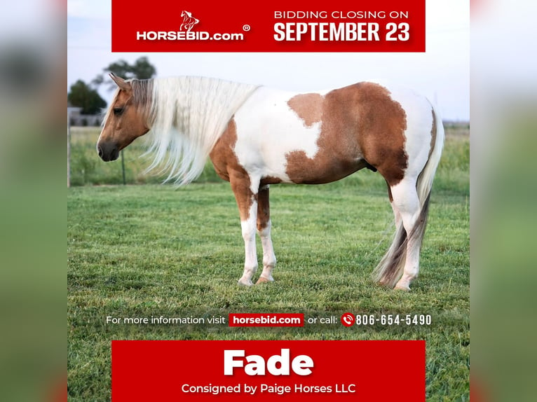 Paint Horse Wałach 10 lat 150 cm Tobiano wszelkich maści in Amarillo, TX