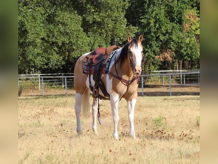 Paint Horse Mix Wałach 10 lat 155 cm in Pilot Point, TX