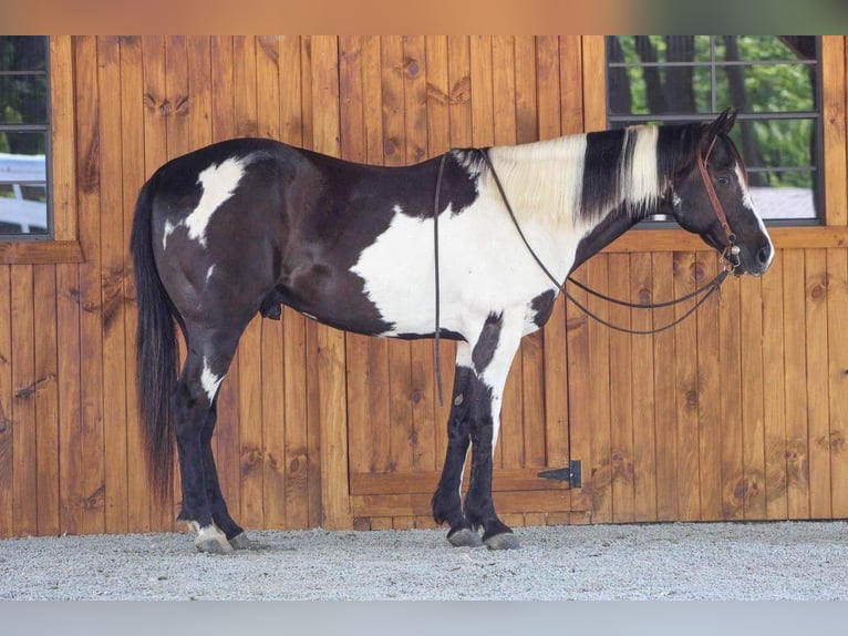 Paint Horse Wałach 10 lat in Shippenville, PA