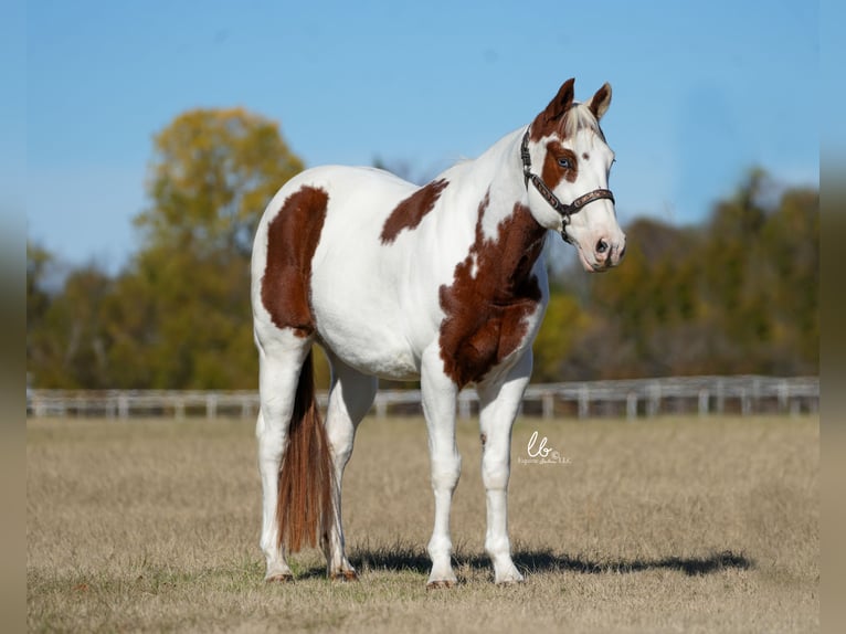 Paint Horse Wałach 11 lat 147 cm Cisawa in Terrell