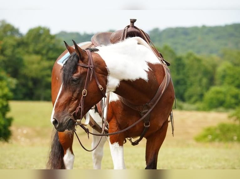 Paint Horse Wałach 11 lat 152 cm Gniada in Needmore, PA