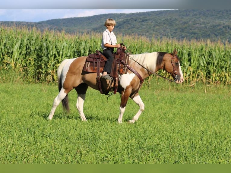 Paint Horse Mix Wałach 11 lat 152 cm Jelenia in Rebersburg, PA