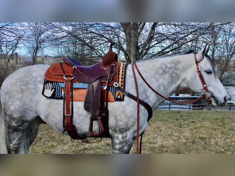 Paint Horse Wałach 11 lat 152 cm Siwa jabłkowita in Allentown, NJ