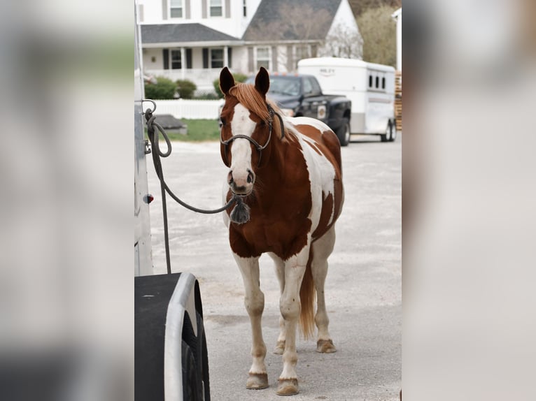 Paint Horse Wałach 11 lat 157 cm Srokata in Middleboro