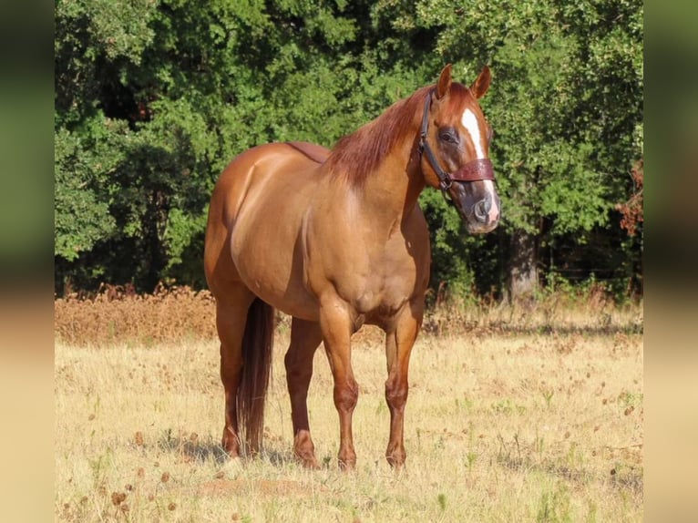 Paint Horse Wałach 12 lat 152 cm Bułana in Pilot Point, TX