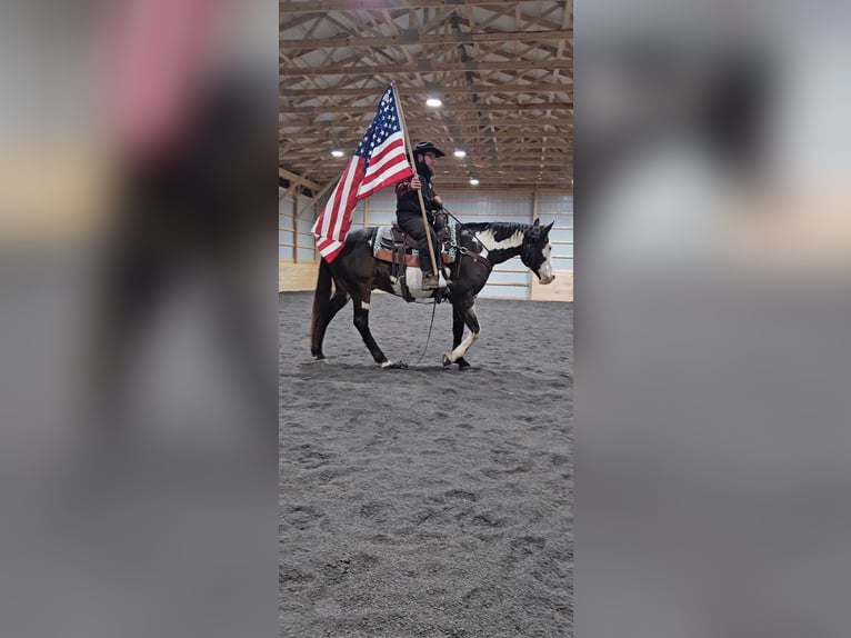 Paint Horse Wałach 12 lat 155 cm Overo wszelkich maści in Rebersburg, PA