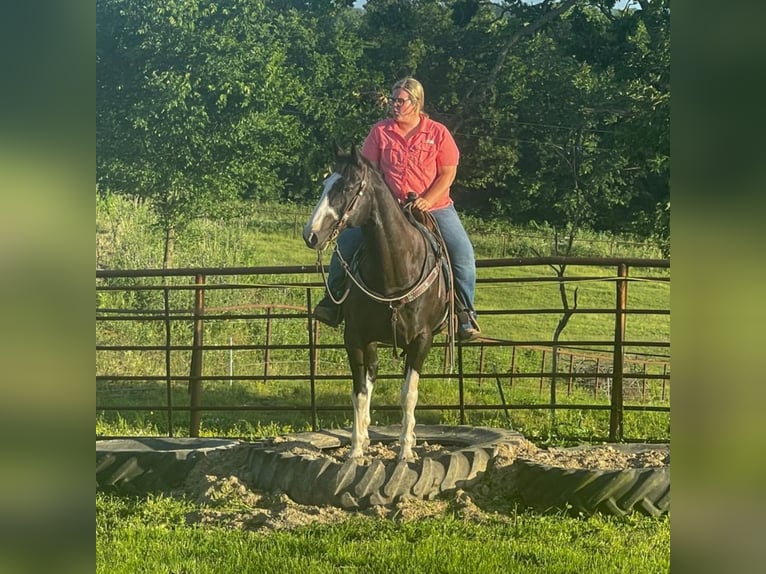 Paint Horse Wałach 12 lat 157 cm Kara in Halfway, MO