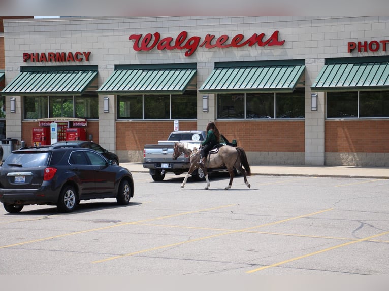 Paint Horse Wałach 12 lat Tobiano wszelkich maści in Highland MI