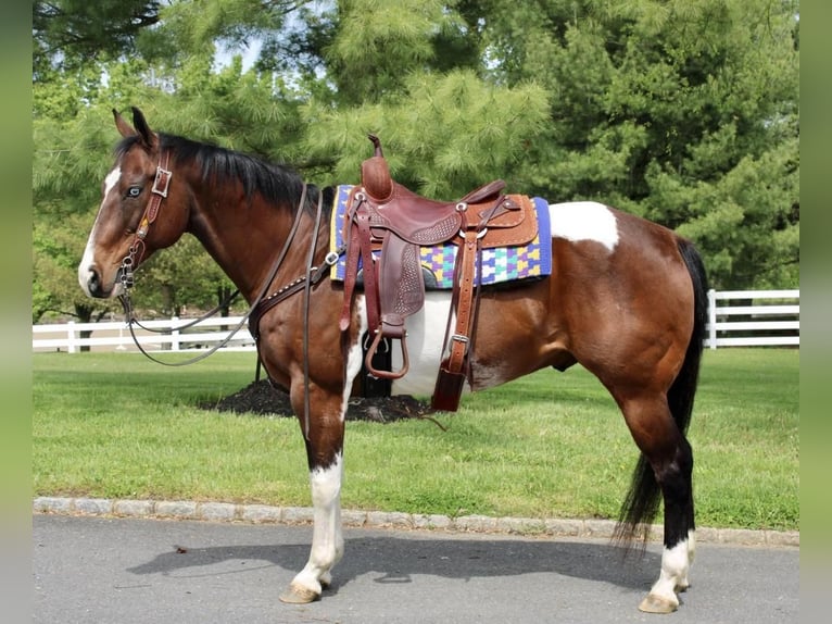 Paint Horse Wałach 13 lat 163 cm in Allentown, NJ
