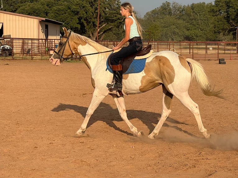 Paint Horse Wałach 14 lat 150 cm Izabelowata in Weatherford TX