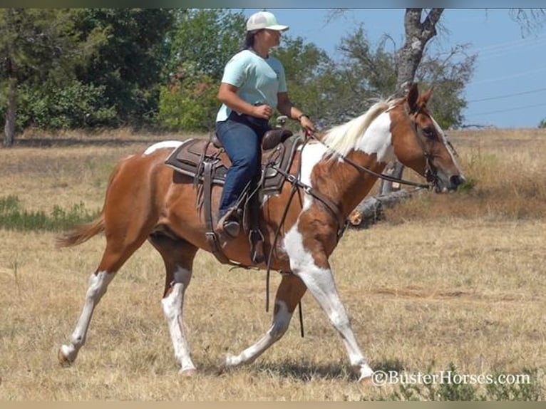Paint Horse Wałach 14 lat Cisawa in Weatherford, TX