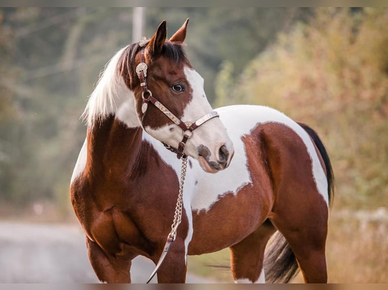 Paint Horse Mix Wałach 14 lat in Selah, WA