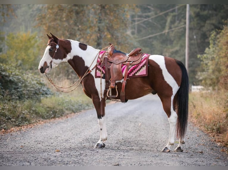 Paint Horse Mix Wałach 14 lat in Selah, WA