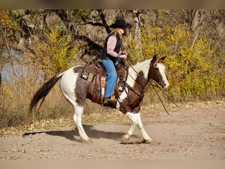 Paint Horse Wałach 15 lat 150 cm in Valley Springs, SD