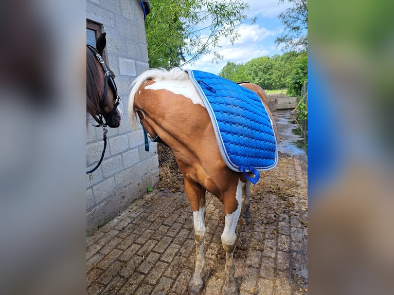 Paint Horse Wałach 2 lat 150 cm Overo wszelkich maści in Dessel