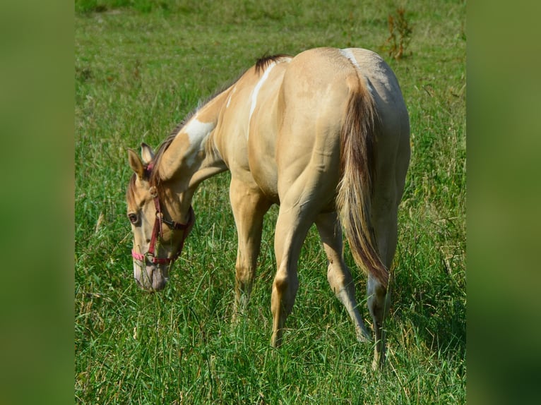 Paint Horse Wałach 2 lat 156 cm Szampańska in Buchbach