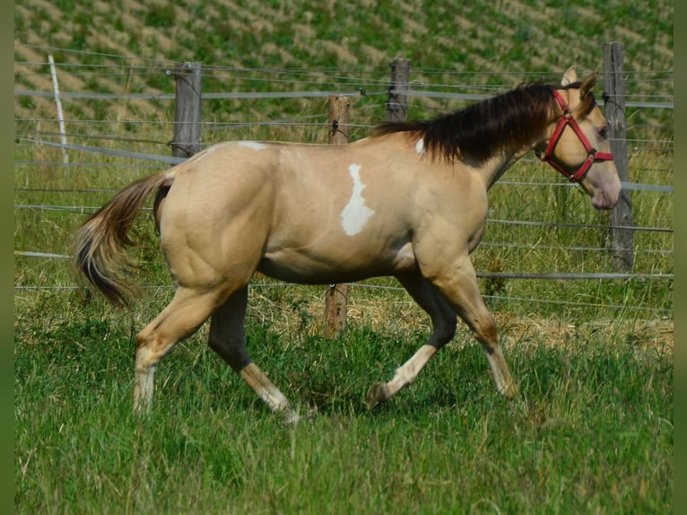 Paint Horse Wałach 2 lat 156 cm Szampańska in Buchbach
