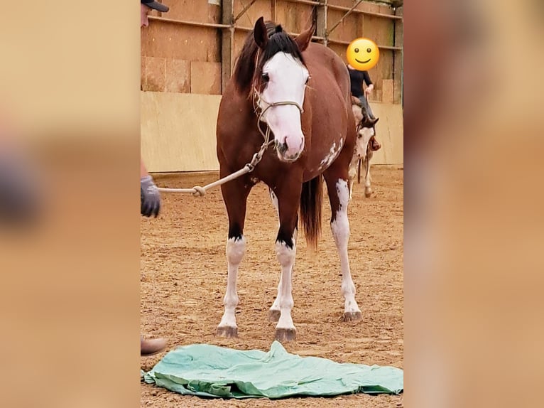 Paint Horse Wałach 2 lat 160 cm Gniada in Pranzing