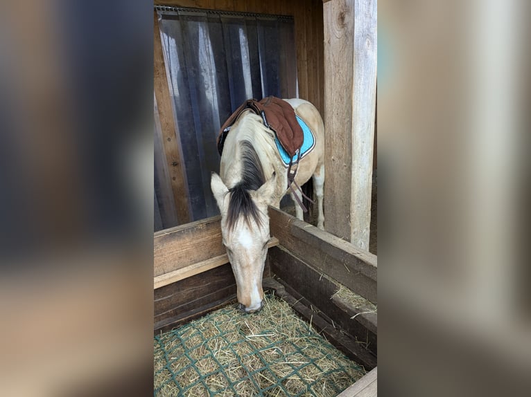 Paint Horse Wałach 3 lat 150 cm Tobiano wszelkich maści in Mamming