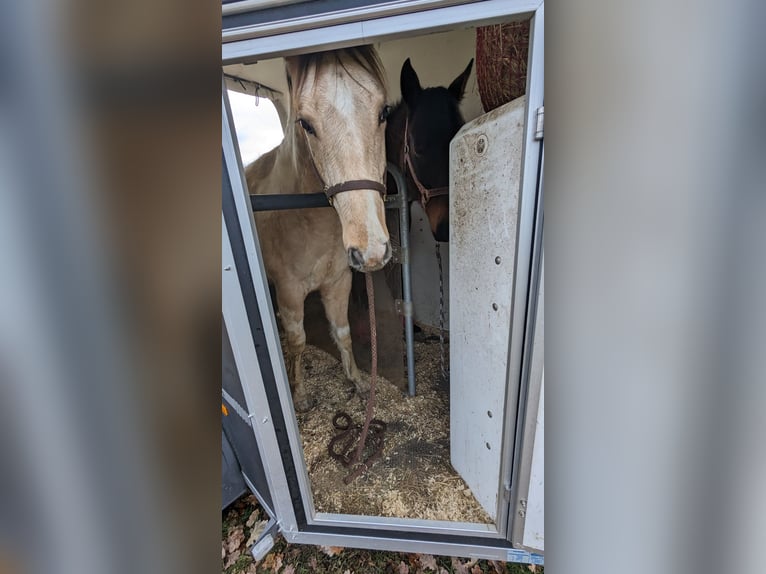 Paint Horse Wałach 3 lat 150 cm Tobiano wszelkich maści in Mamming