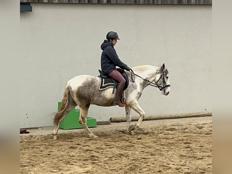 Paint Horse Mix Wałach 3 lat 153 cm Srokata in Daleiden