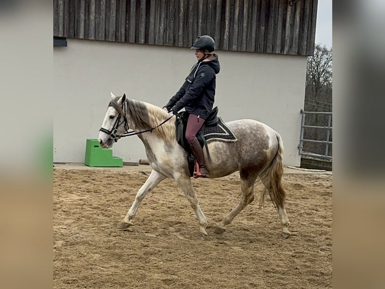 Paint Horse Mix Wałach 3 lat 153 cm Srokata in Daleiden