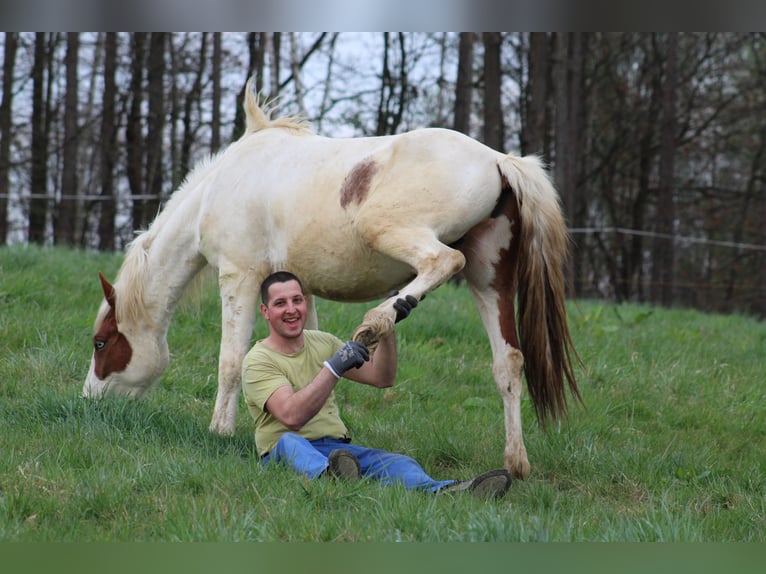 Paint Horse Mix Wałach 3 lat Tovero wszelkich maści in GLOBOKO