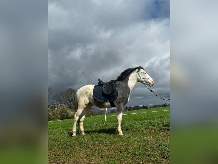 Paint Horse Mix Wałach 4 lat 145 cm Tobiano wszelkich maści in Villmar