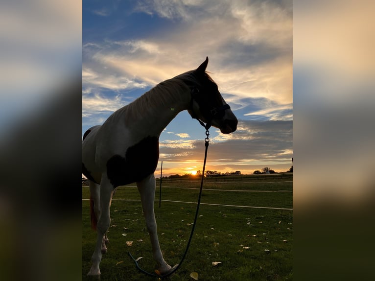 Paint Horse Wałach 4 lat 150 cm Tobiano wszelkich maści in Brandenburg an der Havel