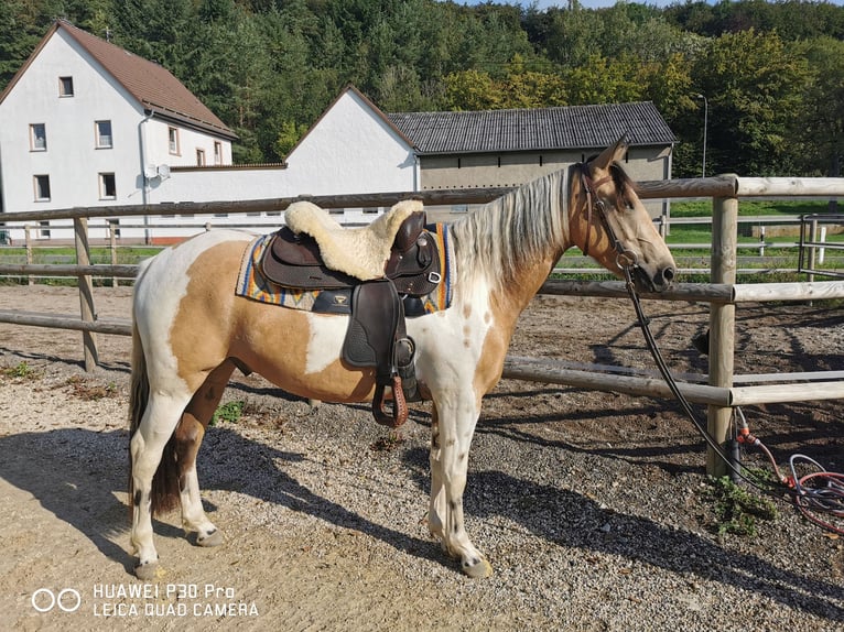 Paint Horse Mix Wałach 4 lat Jelenia in BETTELDORF