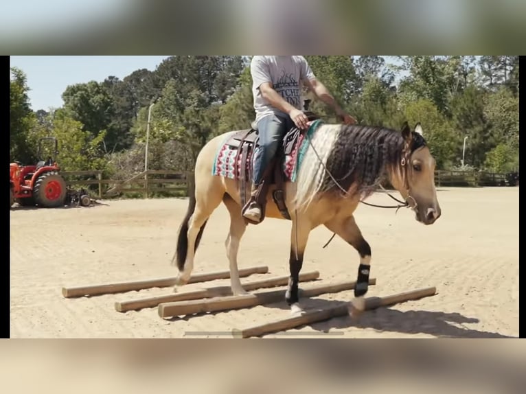 Paint Horse Wałach 4 lat Jelenia in Lexington, NC