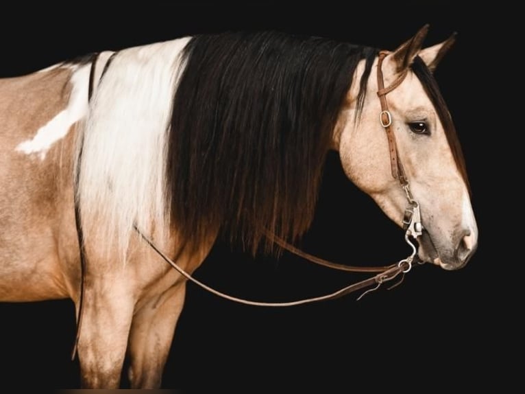 Paint Horse Wałach 4 lat Jelenia in Lexington, NC