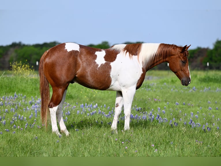 Paint Horse Wałach 4 lat Srokata in Pennington